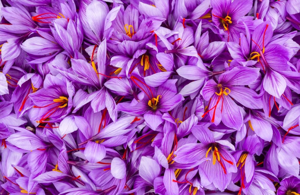 blog5 5 - Tavazo بلاگ