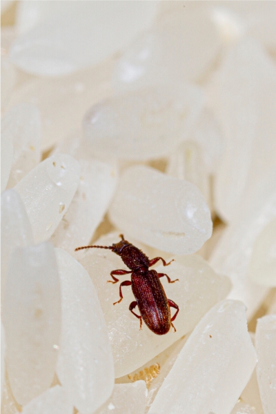 ترفندهای نگهداری برنج در منزل برای مدت طولانی 4 Using Salt to Prevent Pests
