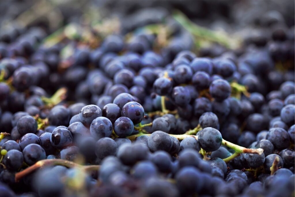 In Celebration of Hafez Day: Shiraz Wine and Grapes 5 shiraz wine