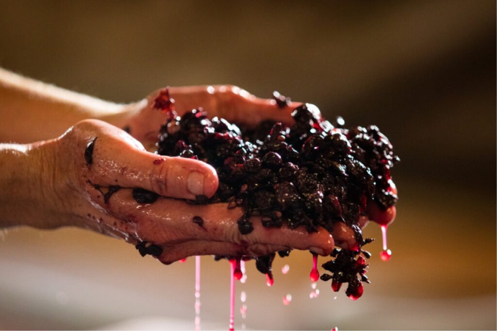 In Celebration of Hafez Day: Shiraz Wine and Grapes 6 shiraz wine